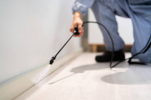 Licensed Wasp Removal service in Ricardo, TX - Show Me Pest Control